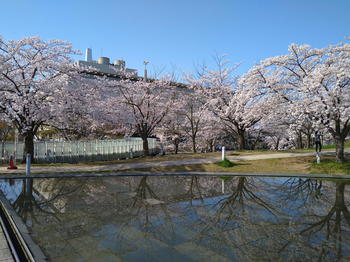 NGT48　本間日陽卒業コンサート当日　新潟県民会館隣りの白山公園の桜