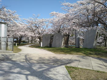 NGT48　本間日陽卒業コンサート当日　新潟県民会館隣りの白山公園の桜